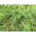 Russelia equisetiformis (Firecracker Plant)