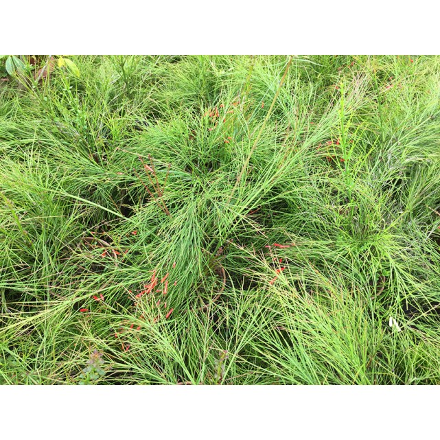 Russelia equisetiformis (Firecracker Plant)