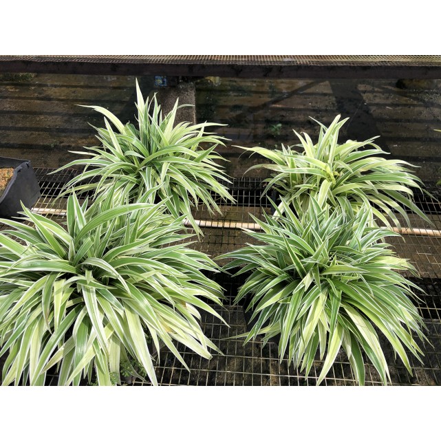 Chlorophytum bichetii (Bichetii Grass)