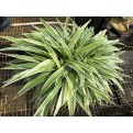 Chlorophytum bichetii (Bichetii Grass)