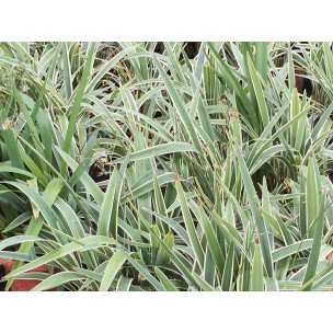 Chlorophytum bichetii (Bichetii Grass)