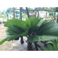 Licuala grandis (Ruffled Fan Palm)