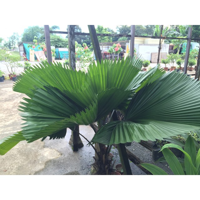 Licuala grandis (Ruffled Fan Palm)