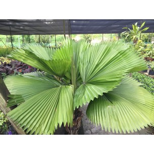 Licuala grandis (Ruffled Fan Palm)