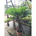 Licuala grandis (Ruffled Fan Palm)