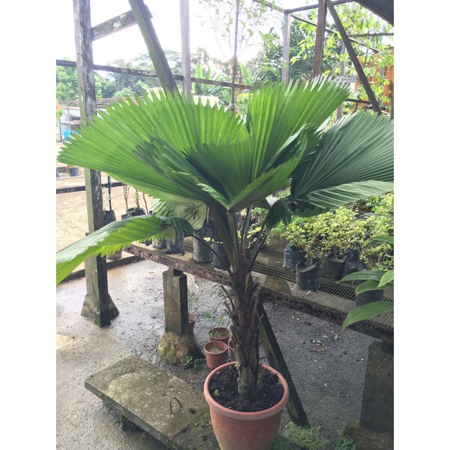 Licuala grandis (Ruffled Fan Palm)