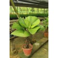 Licuala grandis (Ruffled Fan Palm)