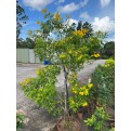 Tecoma stans (Yellow Bells)