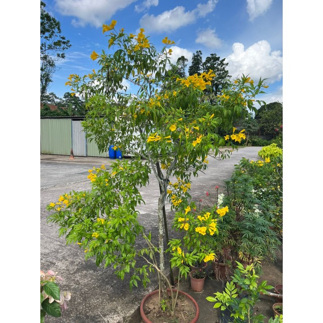 Tecoma stans (Yellow Bells)