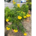 Tecoma stans (Yellow Bells)