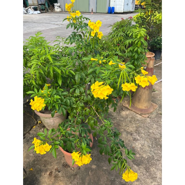 Tecoma stans (Yellow Bells)