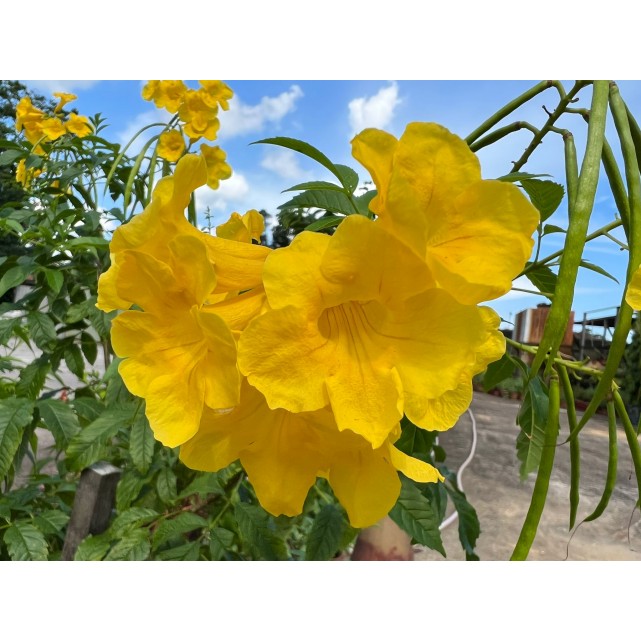 Tecoma stans (Yellow Bells)
