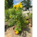 Tecoma stans (Yellow Bells)