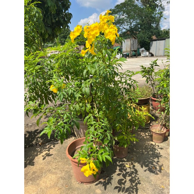 Tecoma stans (Yellow Bells)