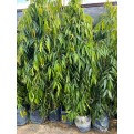 Polyalthia longifolia var. pendula (False Ashoka)
