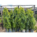 Polyalthia longifolia var. pendula (False Ashoka)