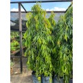 Polyalthia longifolia var. pendula (False Ashoka)