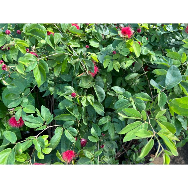 Calliandra tergemina var. emarginata (Red Powderpuff Plant)
