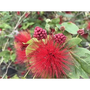 Calliandra tergemina var. emarginata (Red Powderpuff Plant)