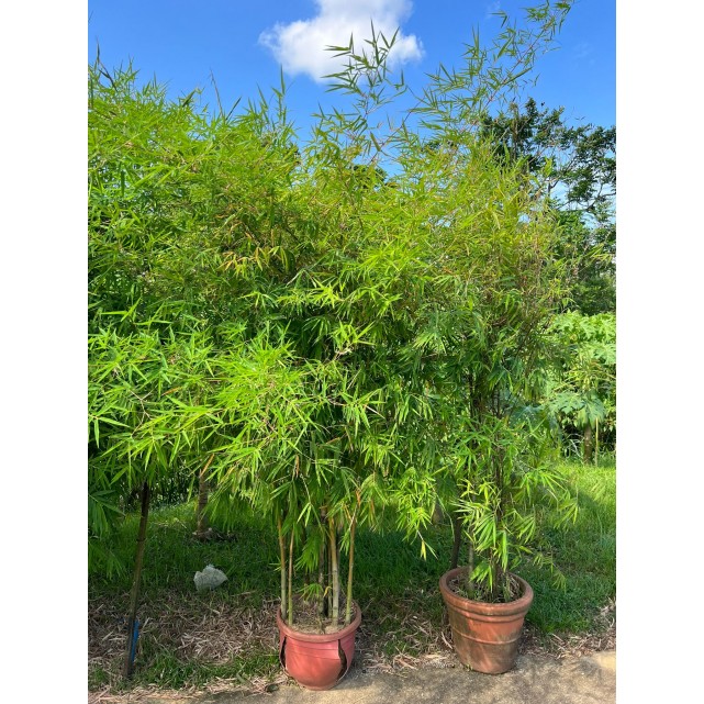 Bambusa multiplex (Chinese Dwarf Bamboo)
