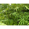 Bambusa multiplex (Chinese Dwarf Bamboo)