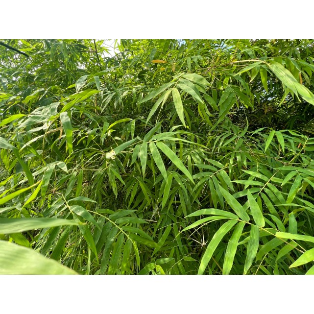 Bambusa multiplex (Chinese Dwarf Bamboo)