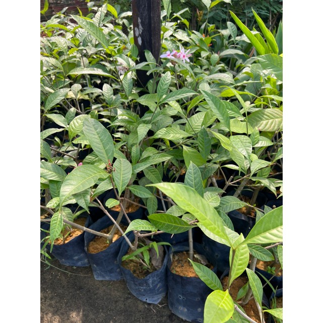 Kopsia fruticosa (Pink Kopsia)