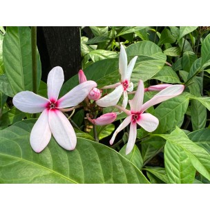 Kopsia fruticosa (Pink Kopsia)