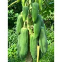 Carica papaya (Papaya Tree)