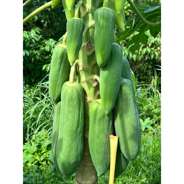 Carica papaya (Papaya Tree)