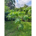 Carica papaya (Papaya Tree)