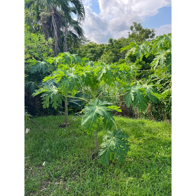 Carica papaya (Papaya Tree)