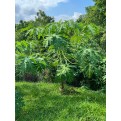 Carica papaya (Papaya Tree)