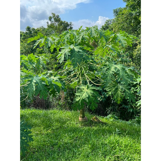 Carica papaya (Papaya Tree)