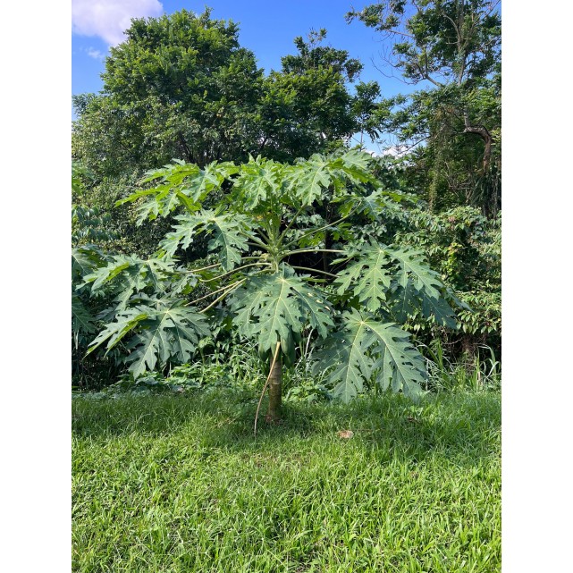 Carica papaya (Papaya Tree)