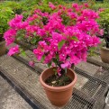 Bougainvillea 'Mary Palmer'