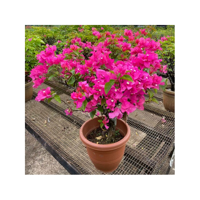 Bougainvillea 'Mary Palmer'