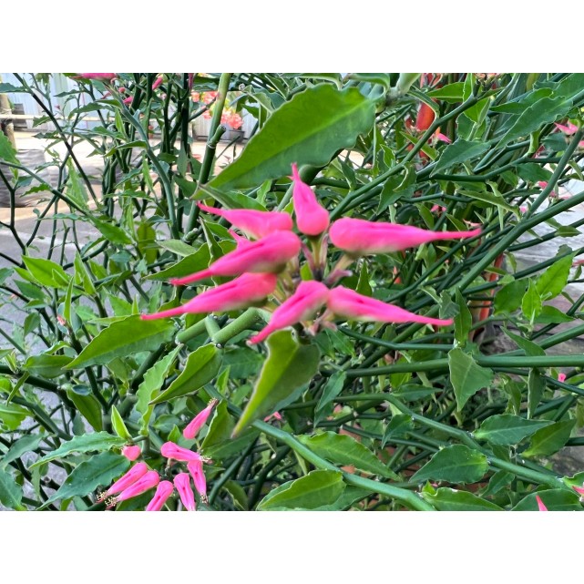 Pedilanthus tithymaloides (Little Bird Plant)