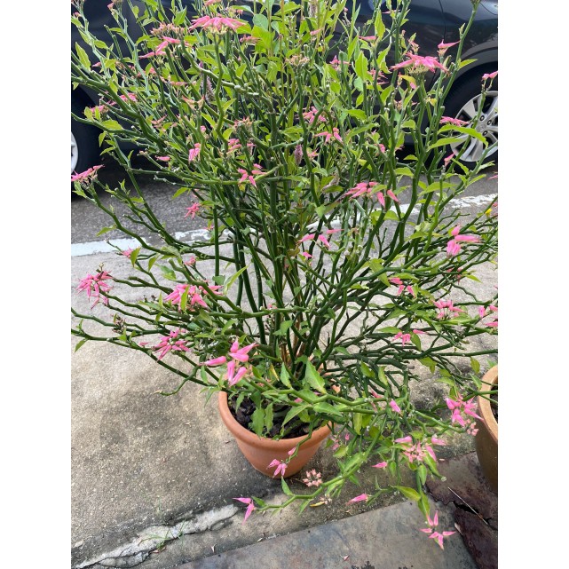 Pedilanthus tithymaloides (Little Bird Plant)