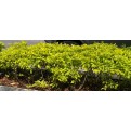 Duranta erecta 'Gold'