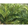 Dypsis lutescens (Yellow Cane Palm) (1.0m height)