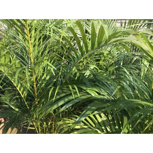 Dypsis lutescens (Yellow Cane Palm) (1.0m height)