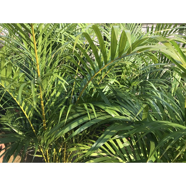 Dypsis lutescens (Yellow Cane Palm) (1.0m height)