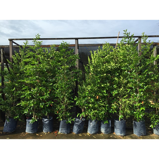 Suregada multiflora (False Lime) 白树