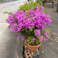 Bougainvillea 'Mrs Eva'