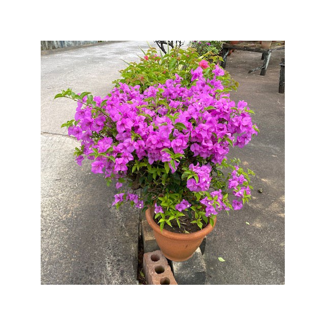 Bougainvillea 'Mrs Eva'