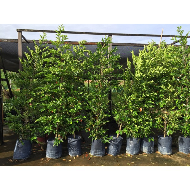 Suregada multiflora (False Lime) 白树