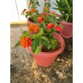 Lantana camara 'Hybrida'