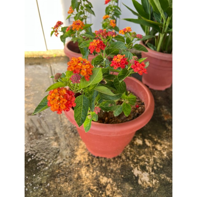 Lantana camara 'Hybrida'