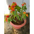 Lantana camara 'Hybrida'